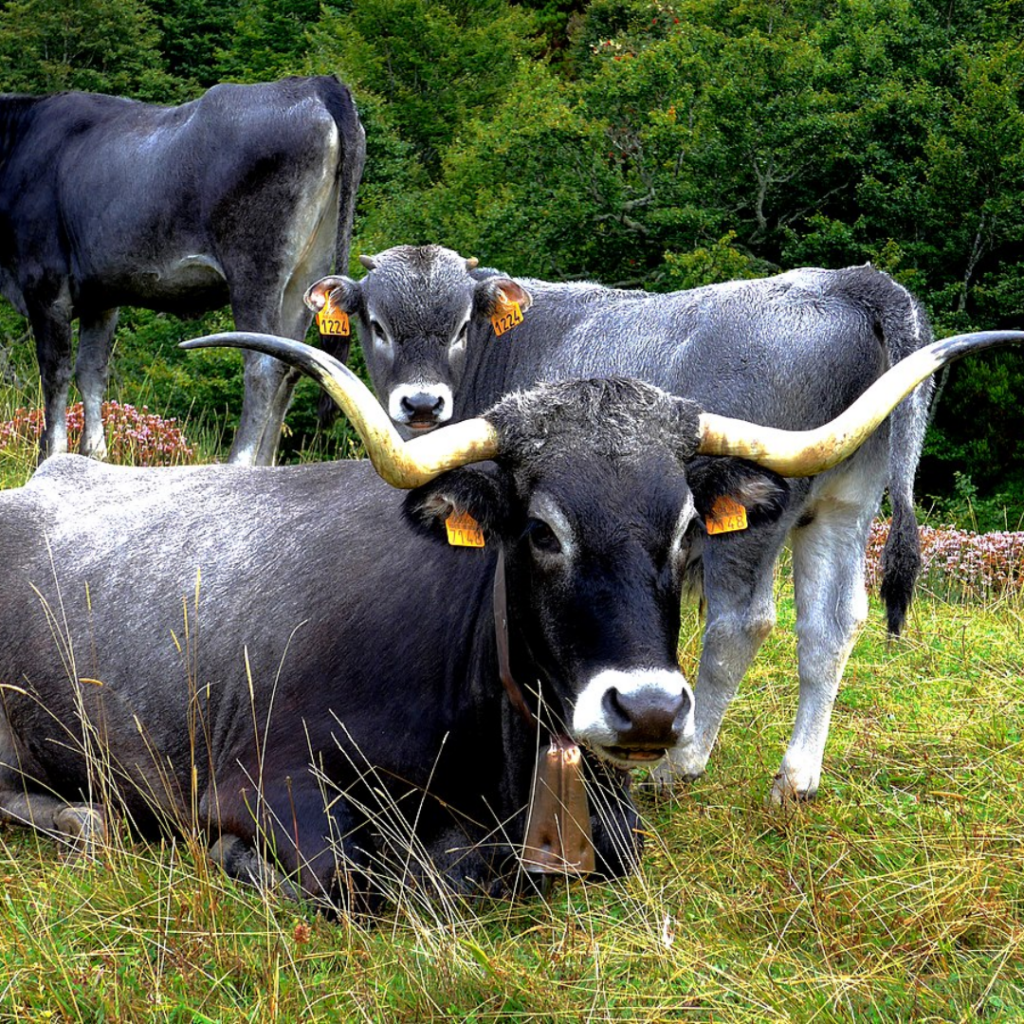 vaca tudanca imprescidible para gastronomía Cántabra