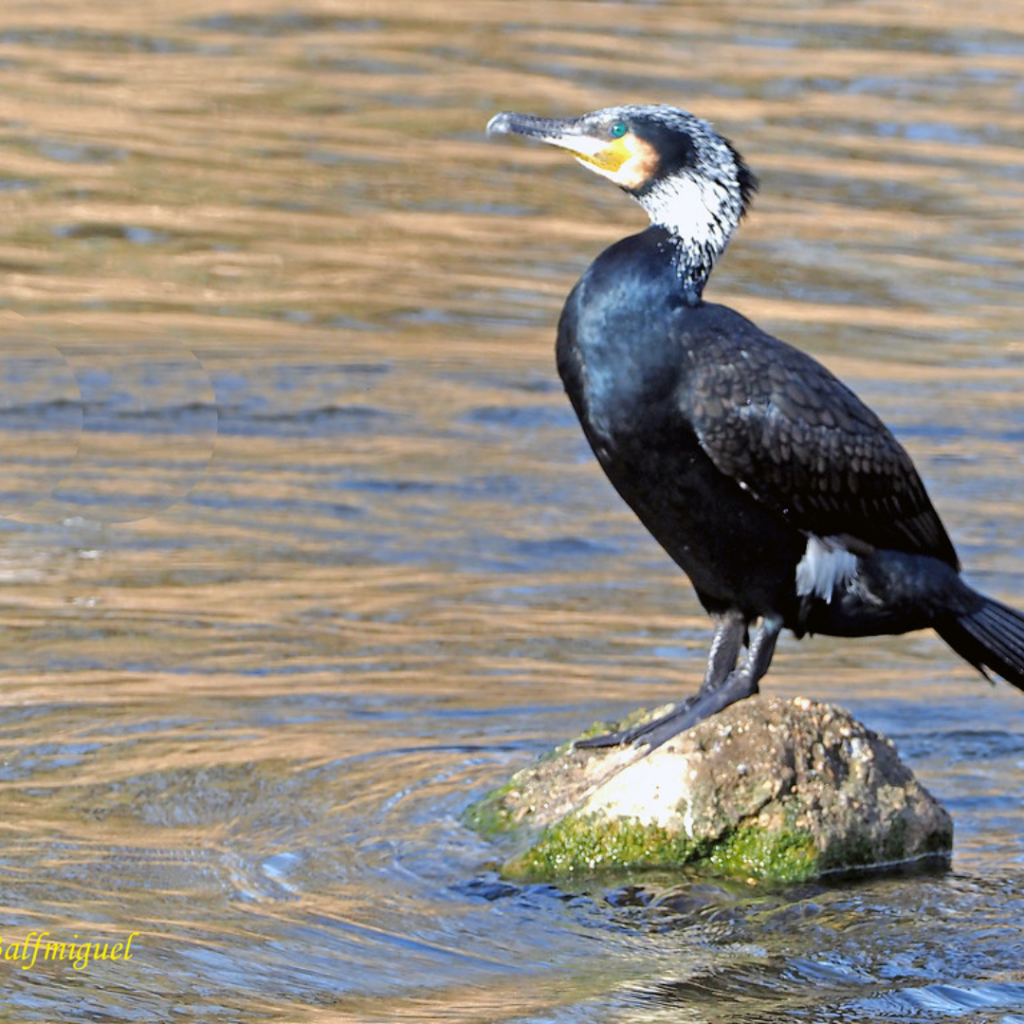 aves en el sella