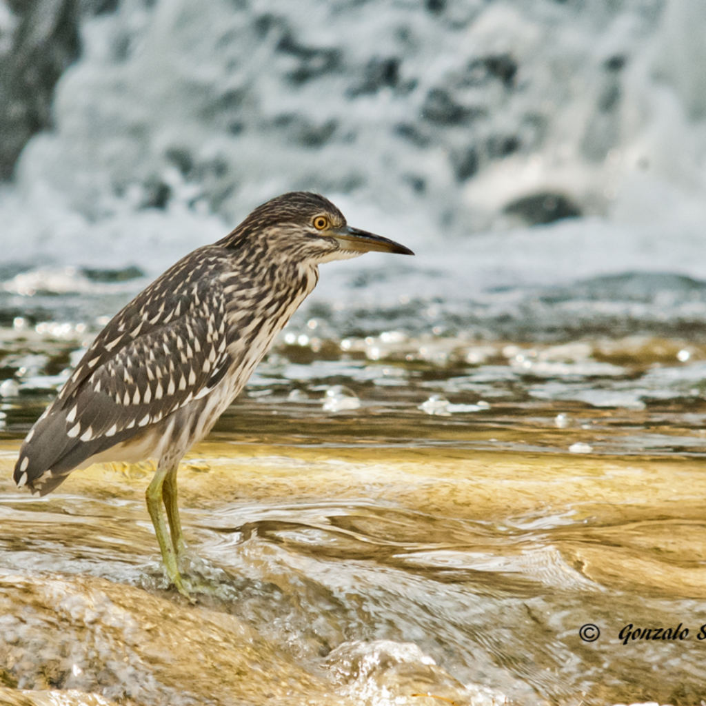 aves en el sella