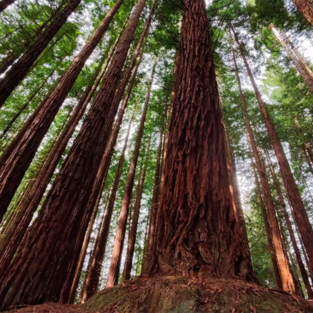 bosque de secuoyas milenarias