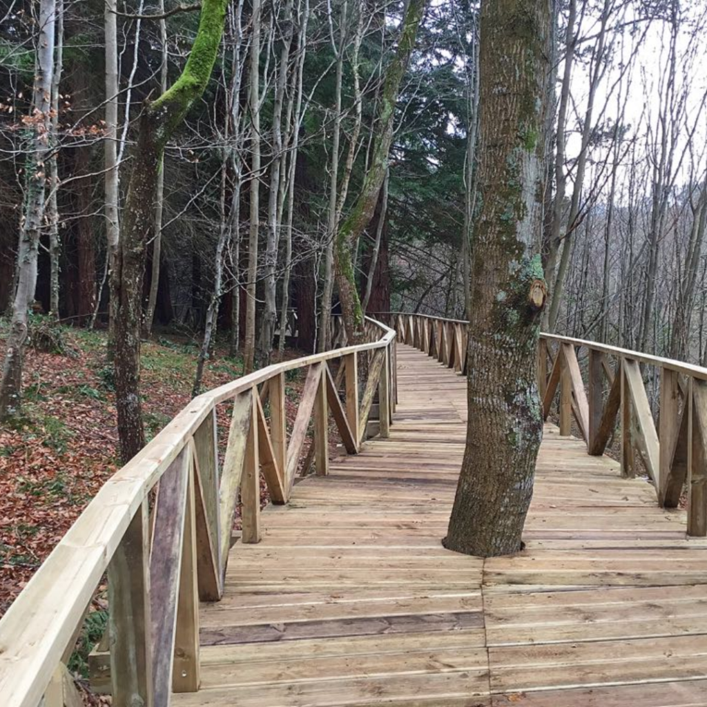 bosque de secuoyas milenarias