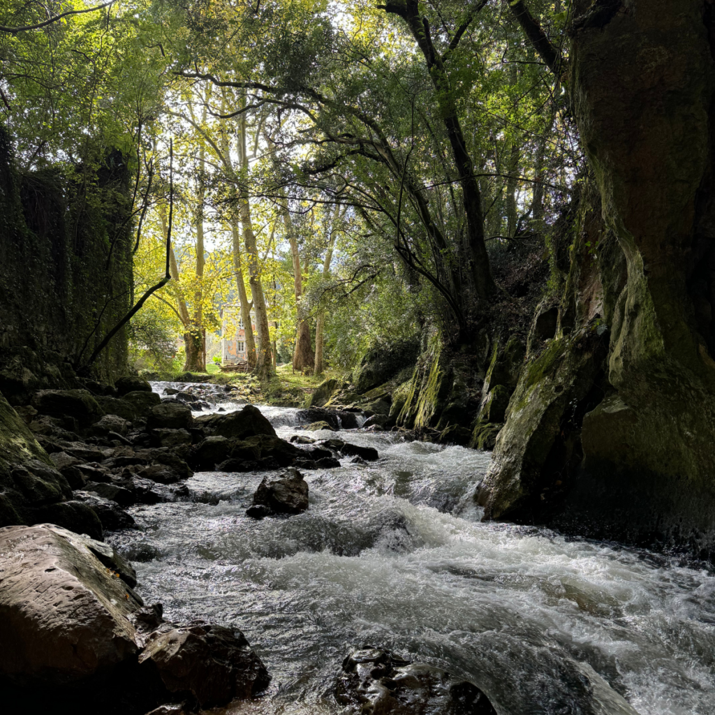 fuente del francés 