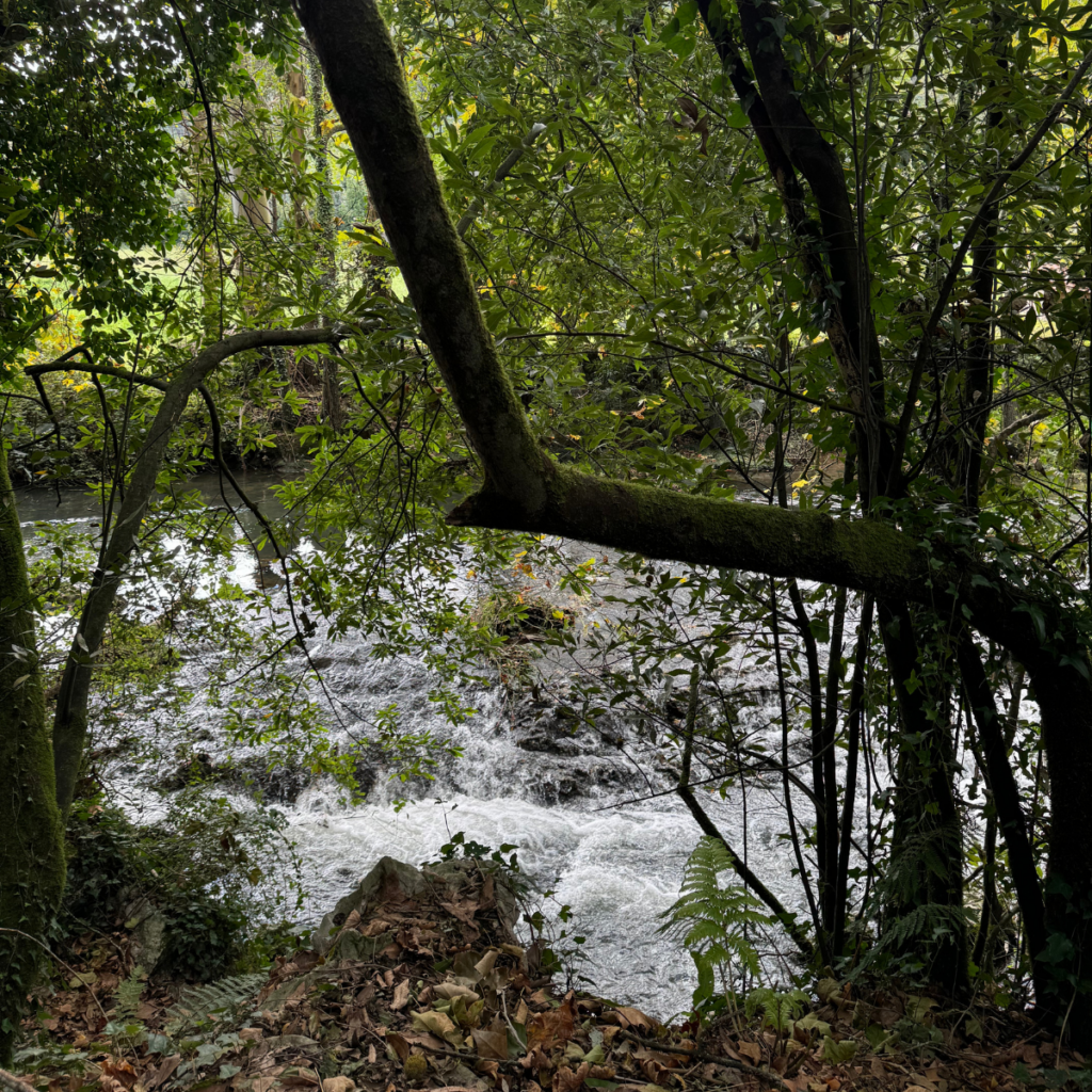 fuente del francés 