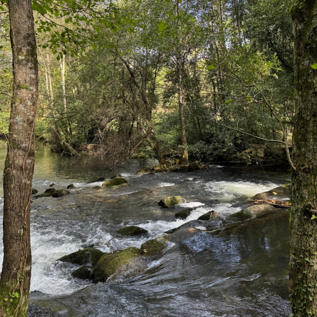 fuente del francés 