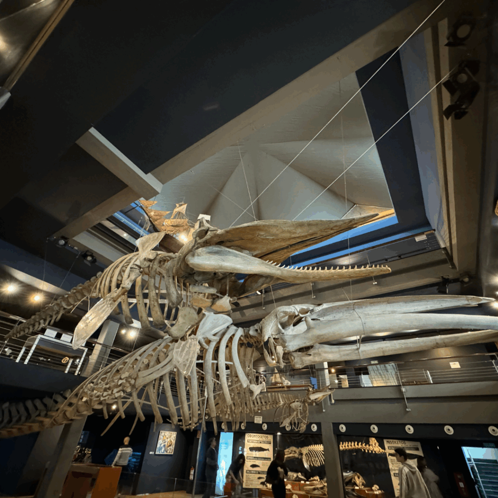 Explorando museos en Cantabria